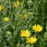 Pairing ideas with Grindelia