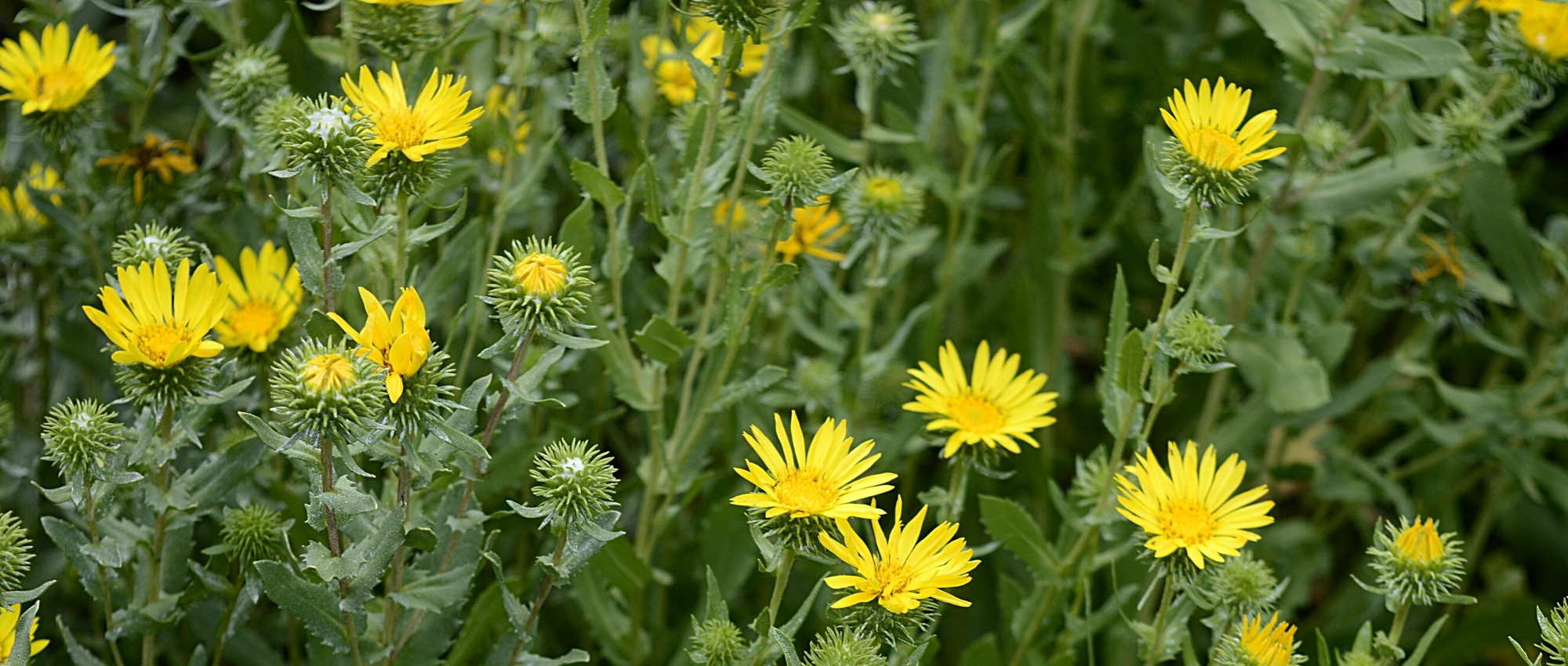 Pairing ideas with Grindelia