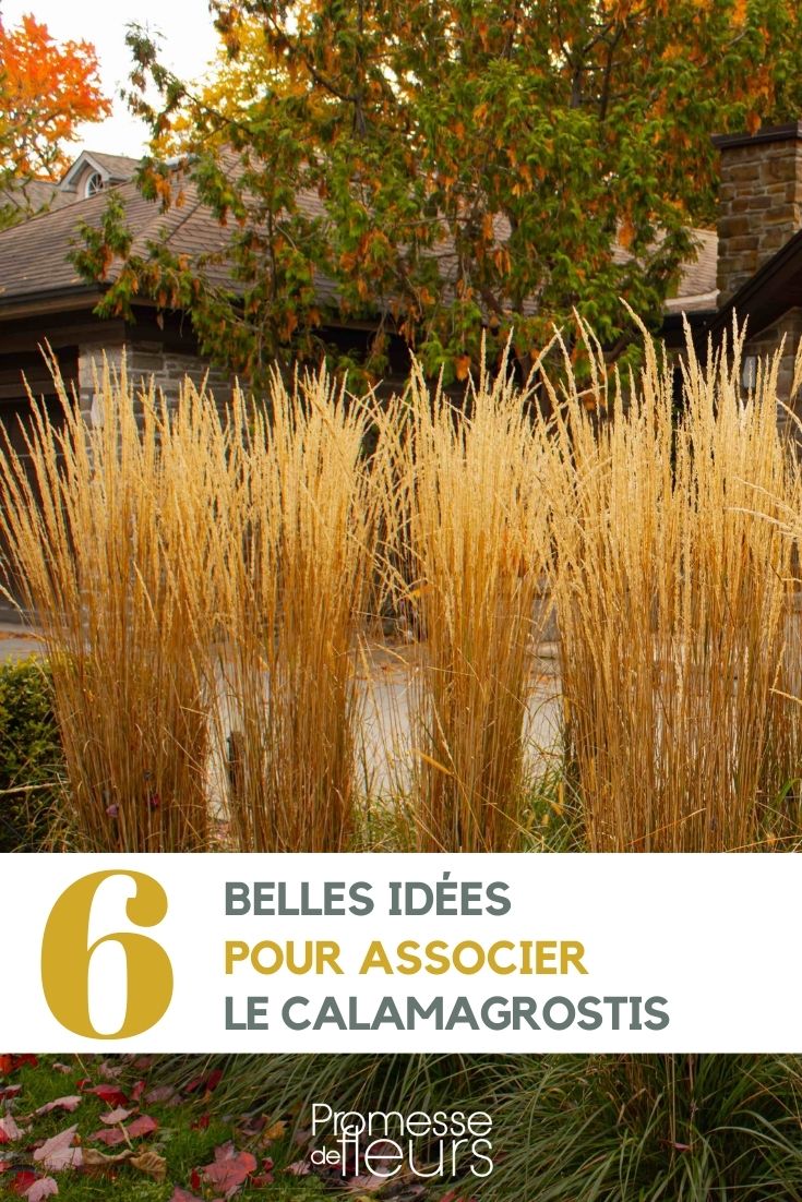 [association plantes="Calamagrostis"] in the garden