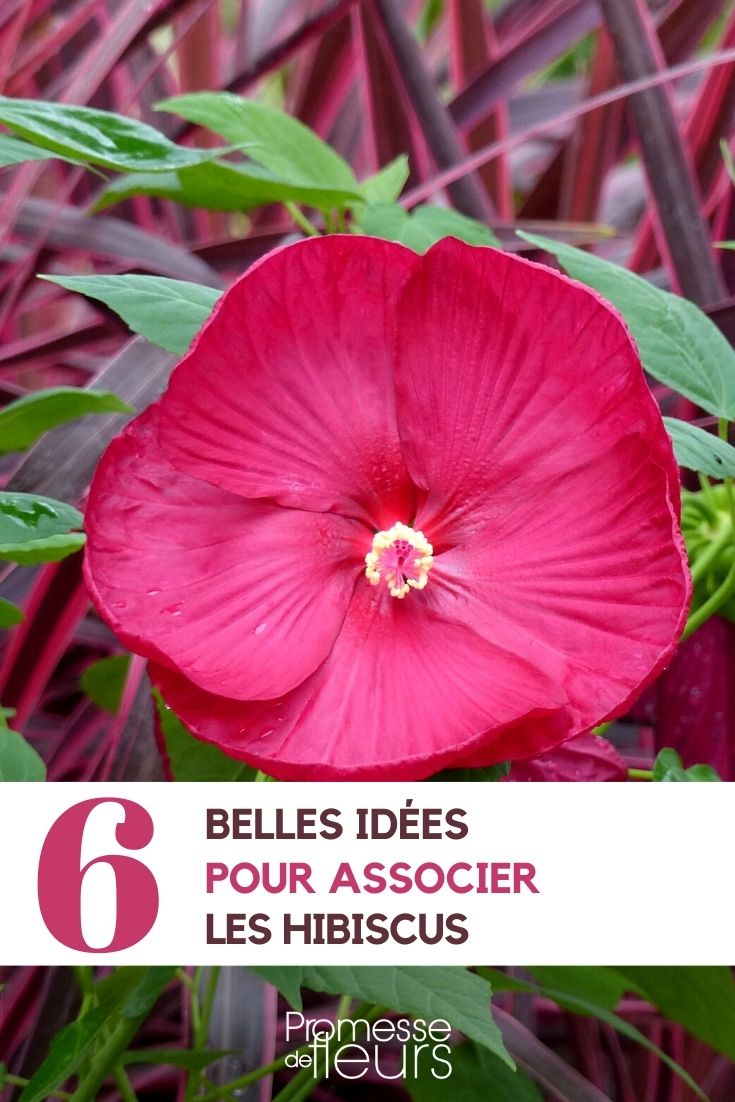 Associate the hibiscus