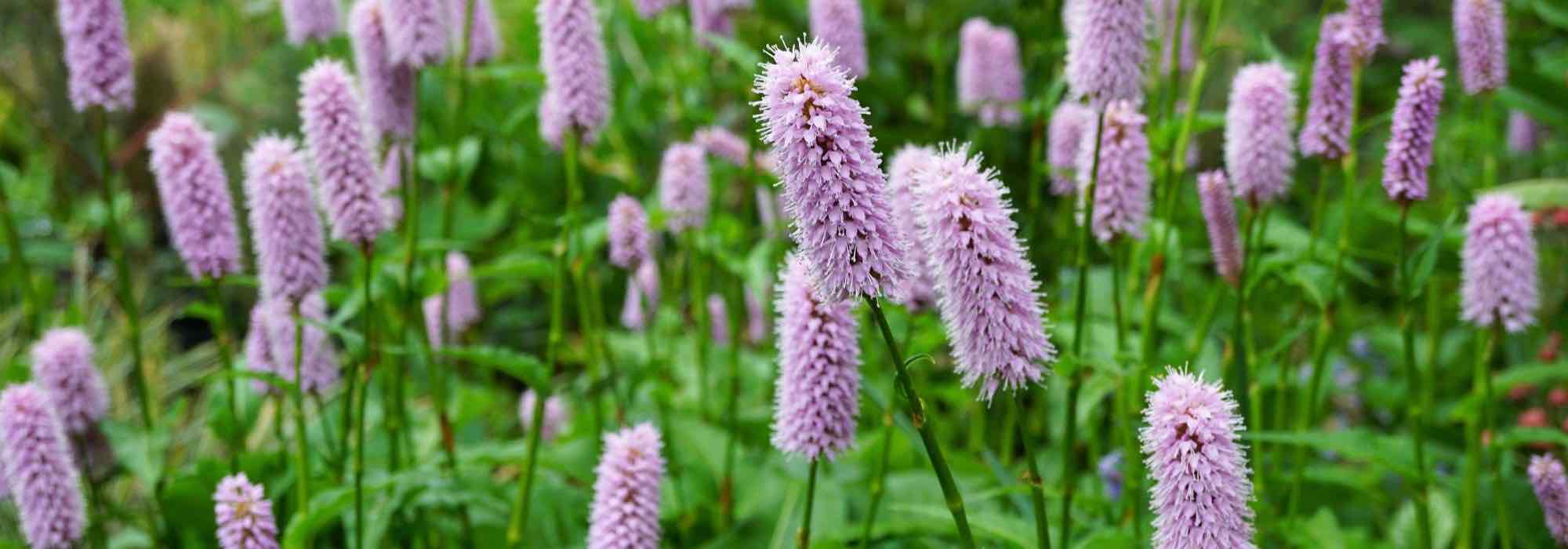 7 pink flowering Persicarias