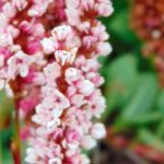 Persicarias: the best groundcovers