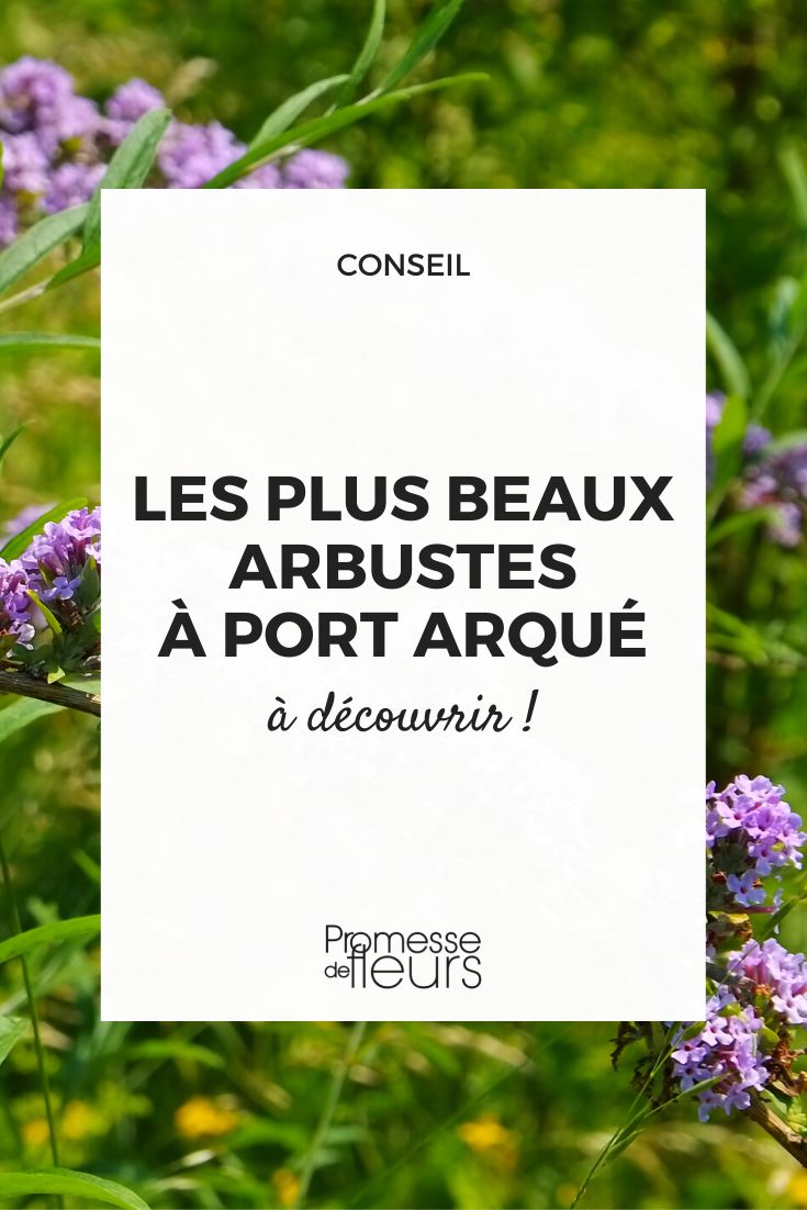 trailing arched bushes