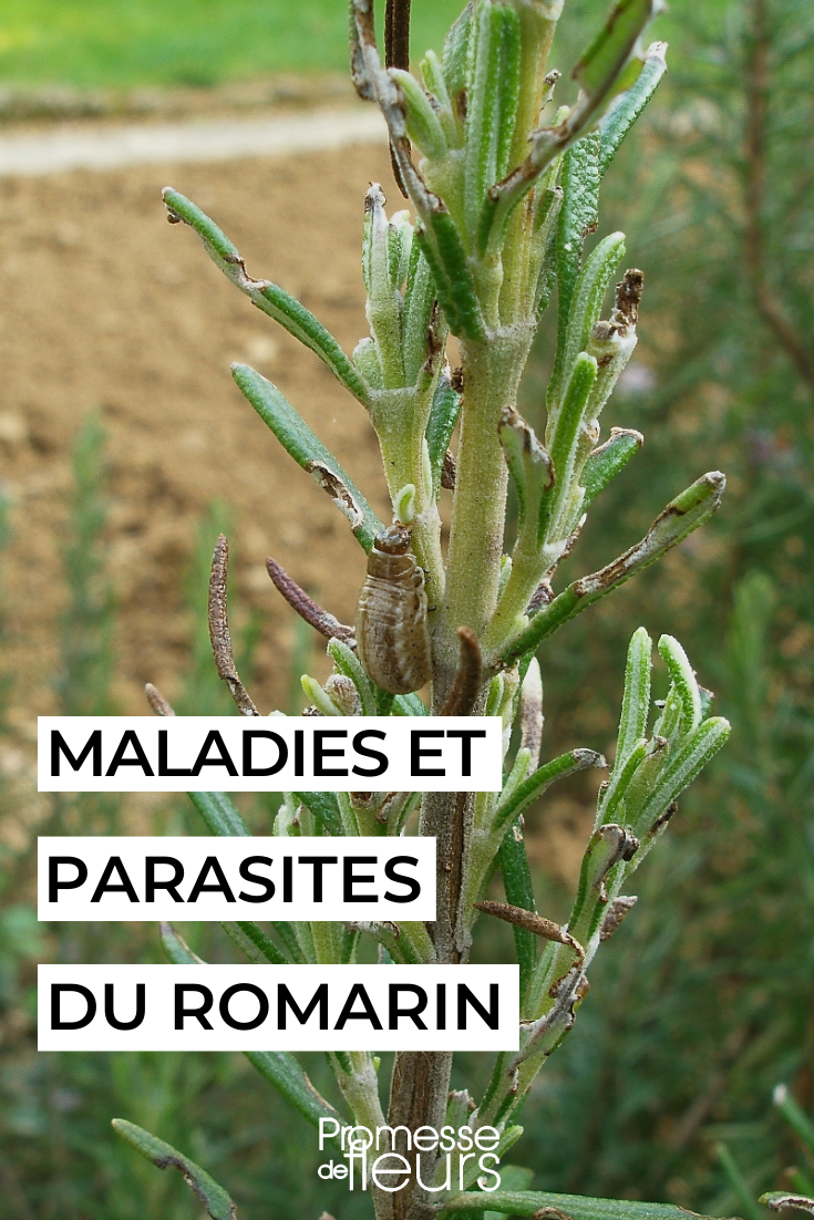 Pests and Diseases of Rosemary (Cyrille Delon - wikimedia)