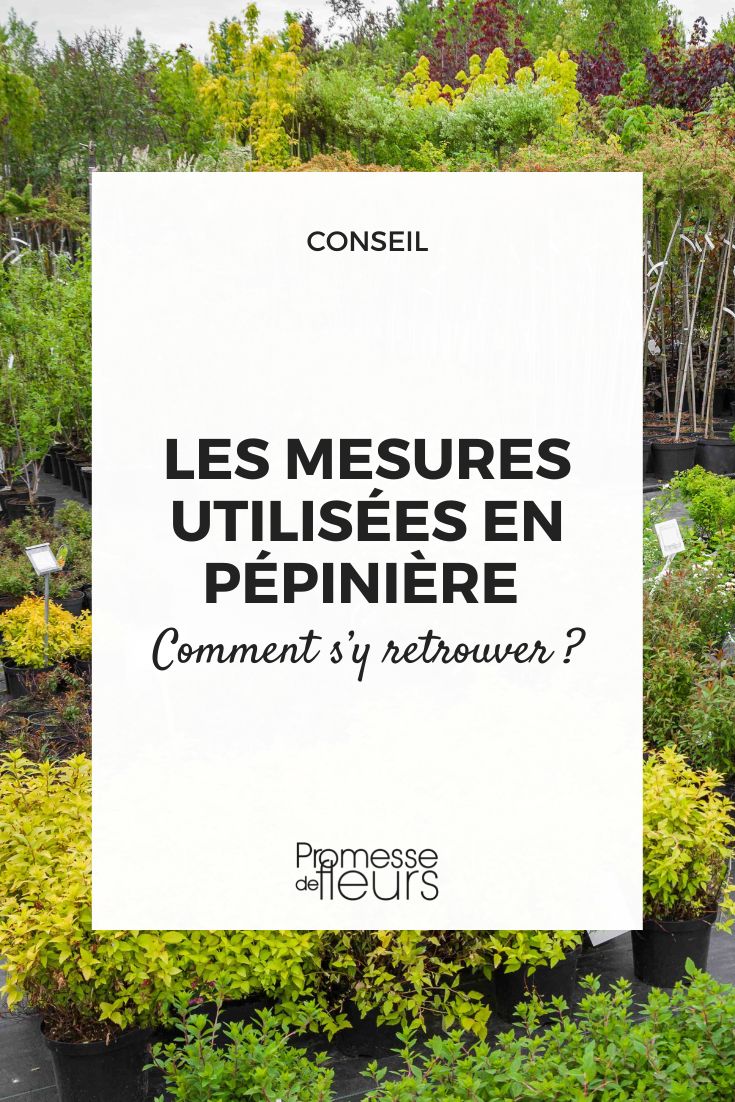 different plant sizes in a nursery