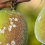 Peach diseases and pests