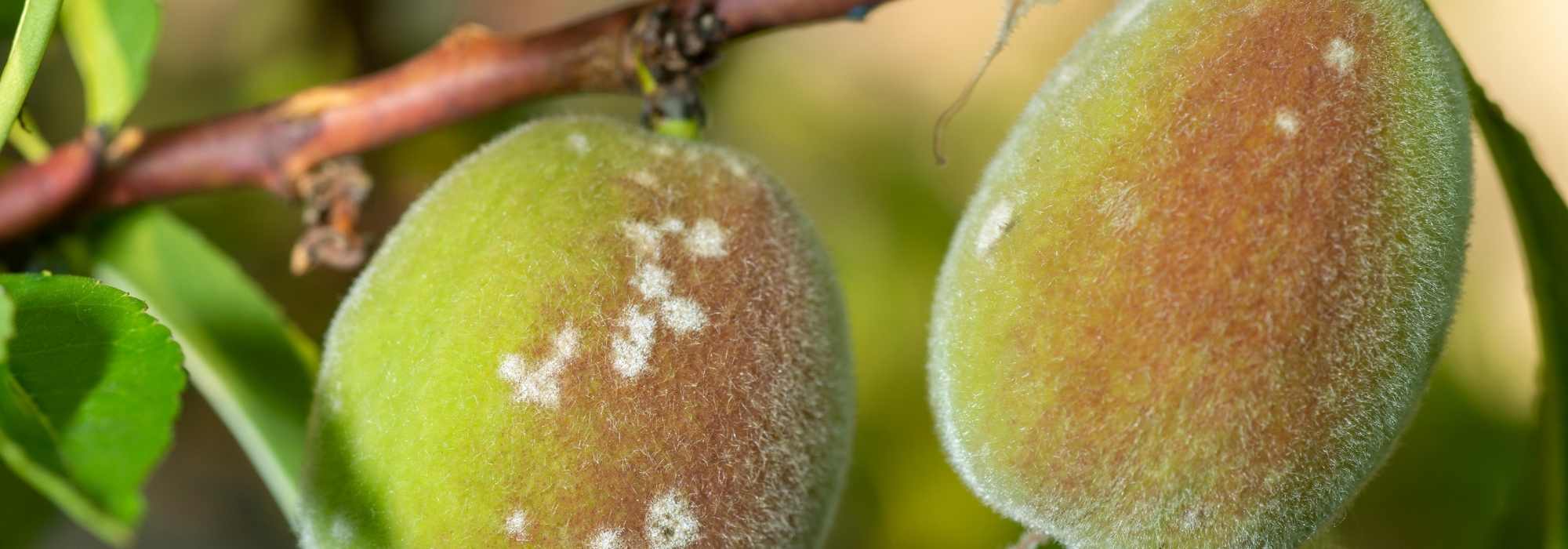 Peach diseases and pests
