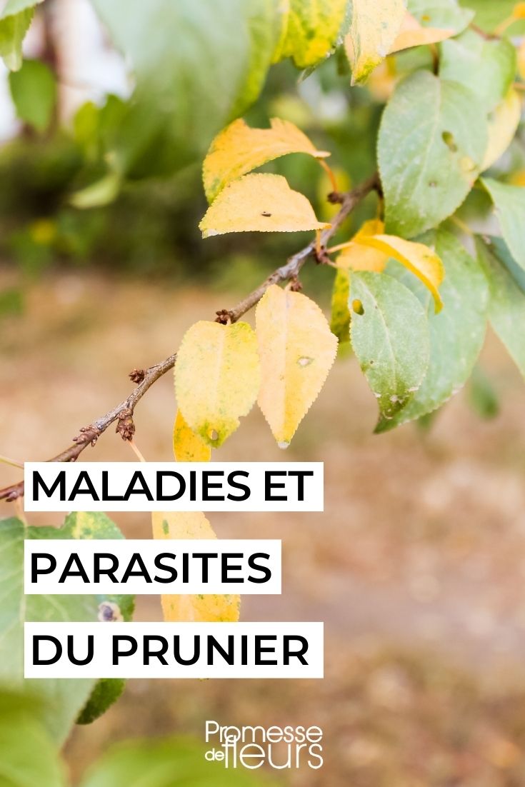 Diseases and Parasites of the Plum Tree