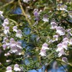 Prostanthera - Australian Mint Bush: Planting and Growing