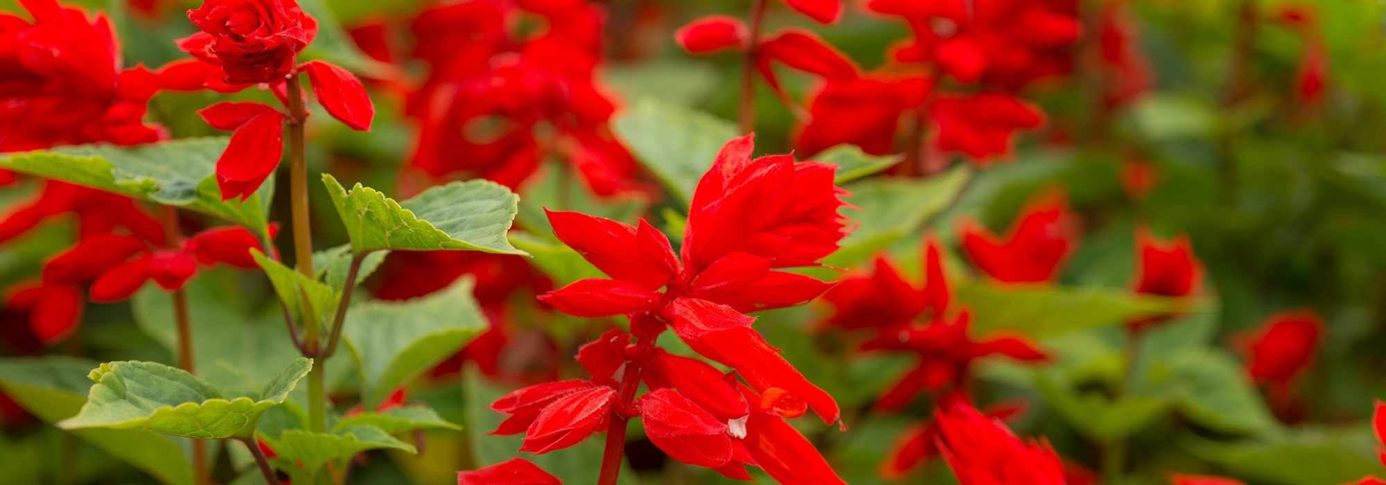 Annual Sage: planting, sowing, and care