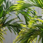 Veitchia (Adonidia): planting, growing, and care