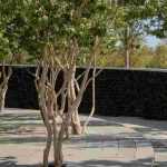 The most beautiful coppiced shrubs