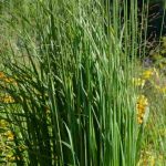 6 pairing ideas with Molinia