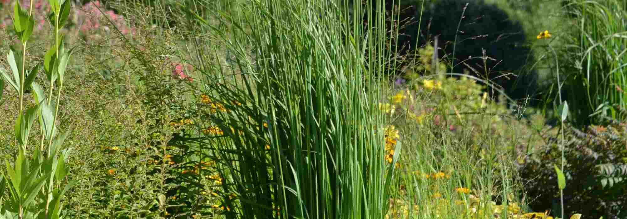 6 pairing ideas with Molinia