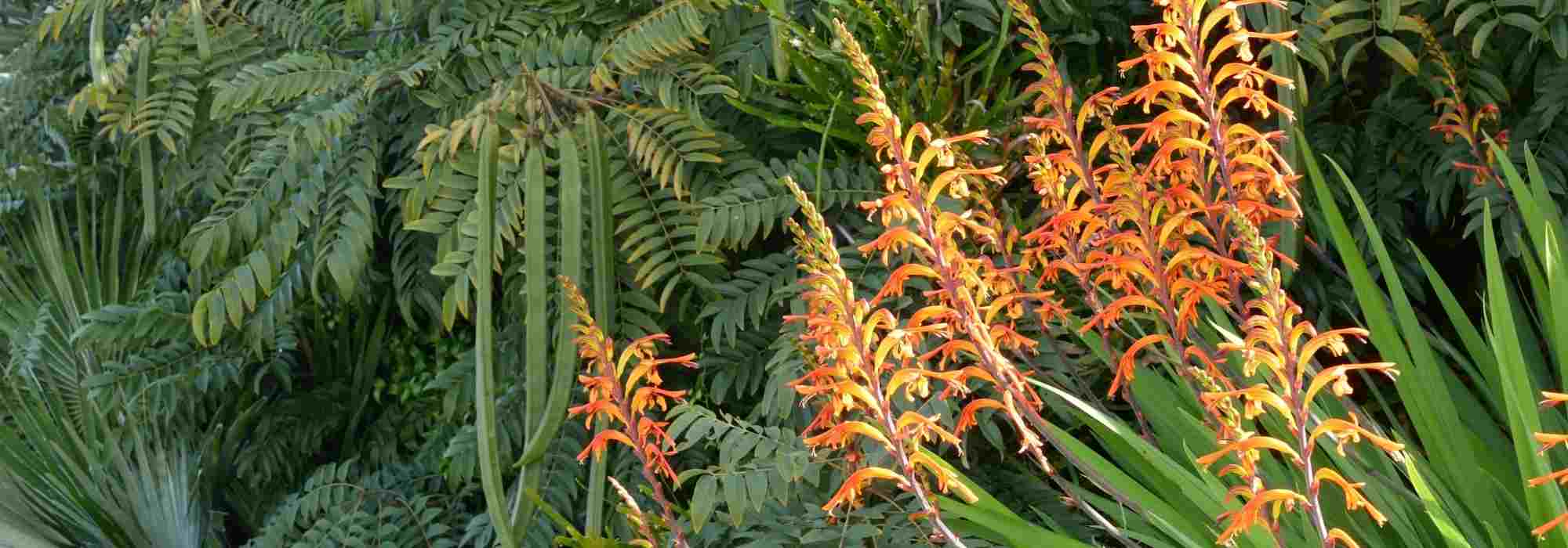 How to pair Chasmanthes?