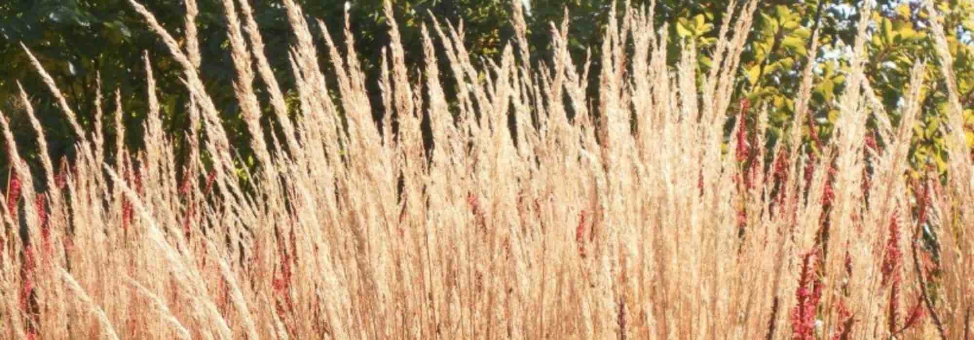 Pairing Calamagrostis