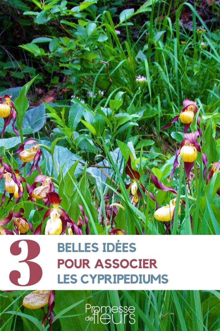 associate the cypripediums or lady's slippers
