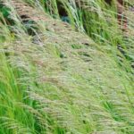 Pairing ideas with Deschampsia