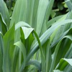 Pairing ideas with Beschorneria