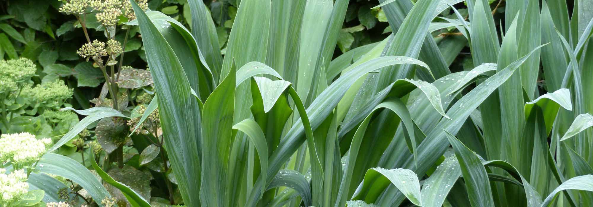 Pairing ideas with Beschorneria