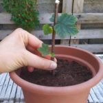 Propagating currant bushes