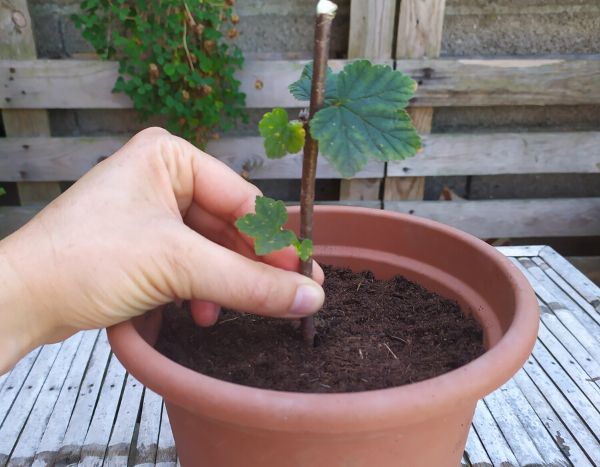 Propagating currant bushes