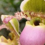 How to pair Cypripedium - Lady's Slipper?