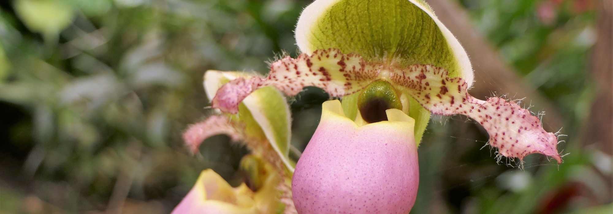 How to pair Cypripedium - Lady's Slipper?