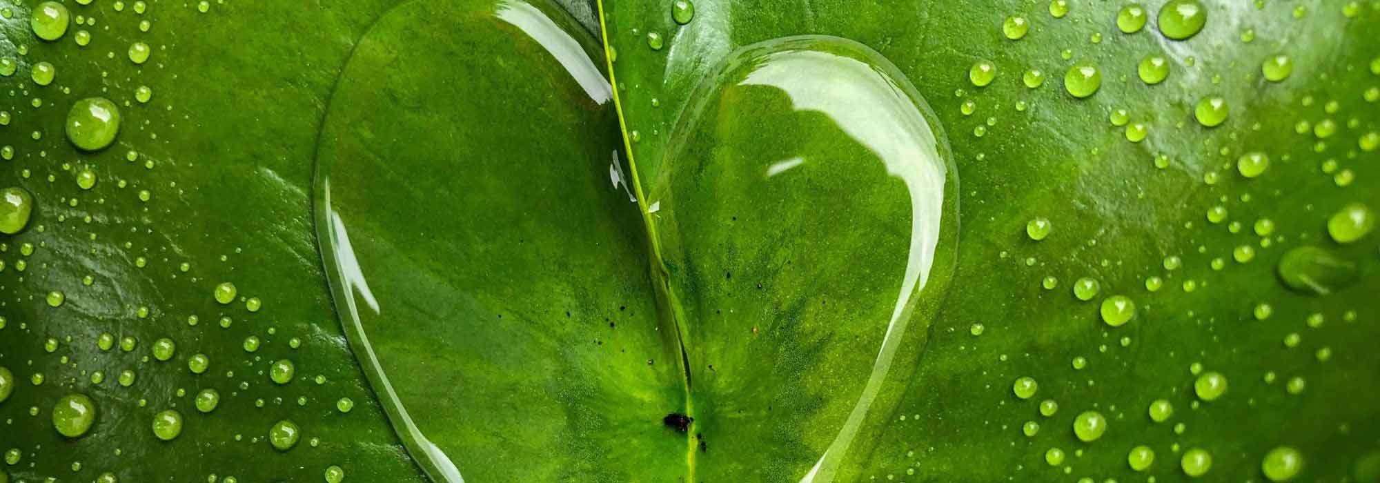 Water: a precious and fragile resource