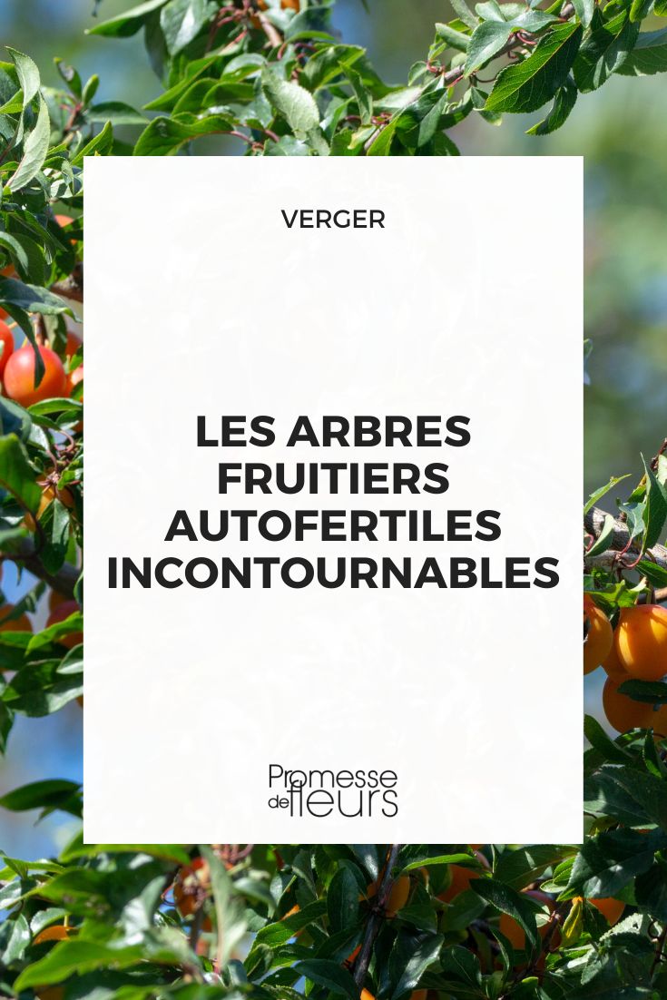 Essential Self-Fertile Fruit Trees