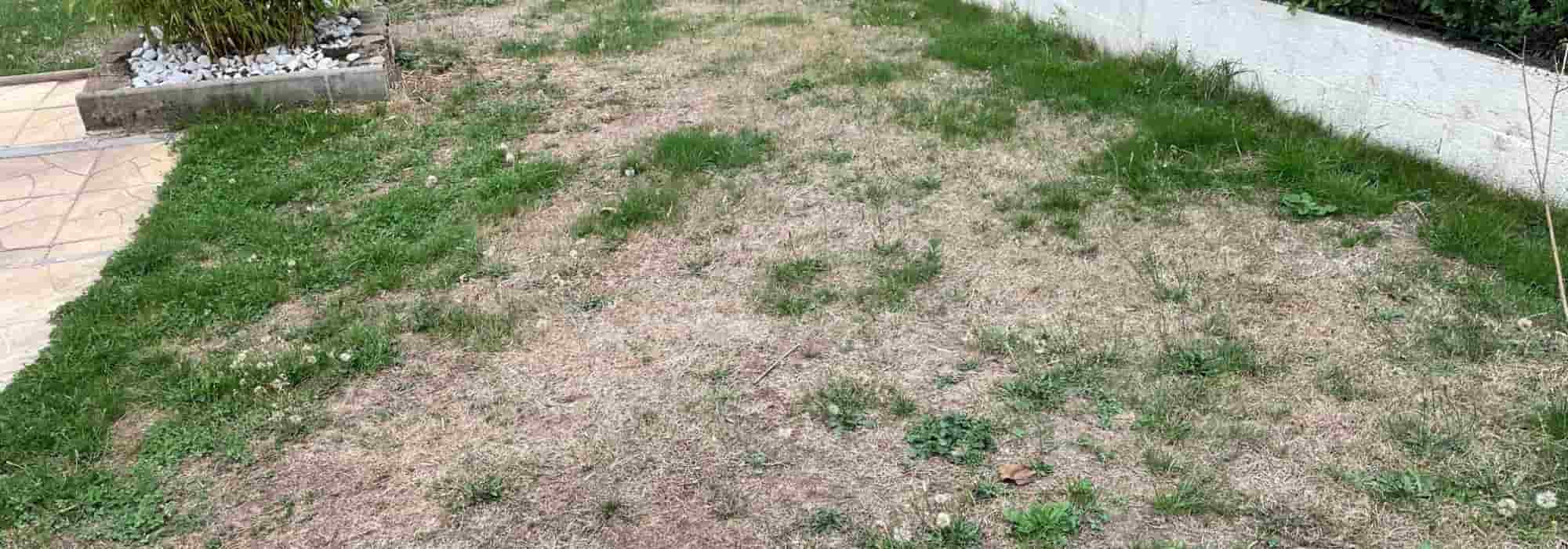 Burnt lawn: what to do?