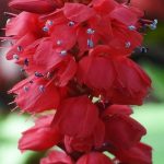 7 red-flowered Persicarias