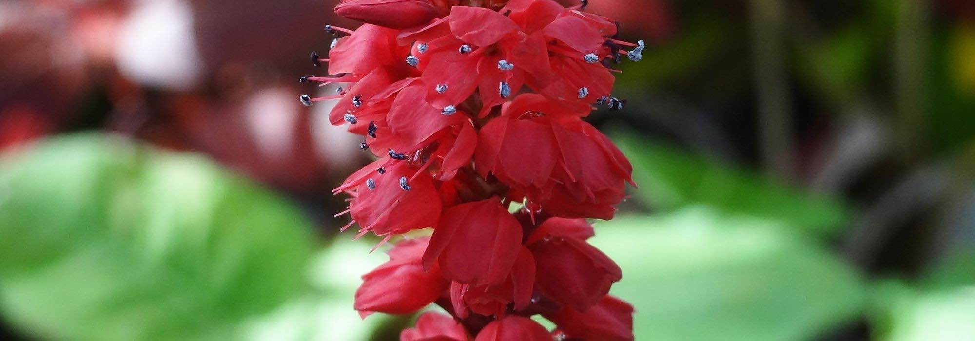 7 red-flowered Persicarias