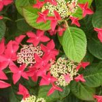 Red Hydrangea: the best varieties