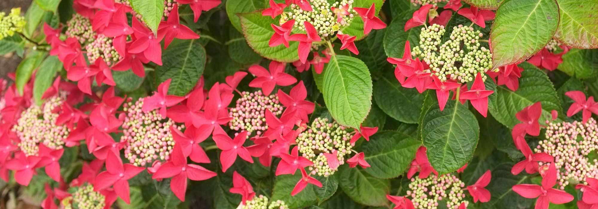 Red Hydrangea: the best varieties