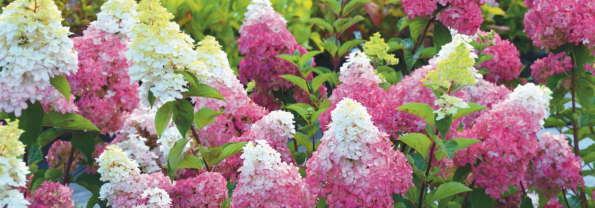 6 hydrangeas for the sun and drought-resistant
