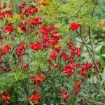 6 ideas for red/purple garden borders