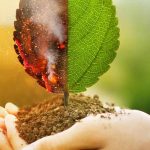 Climate change: rethinking our gardens to adapt!