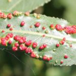 Diseases and Pests of Willows