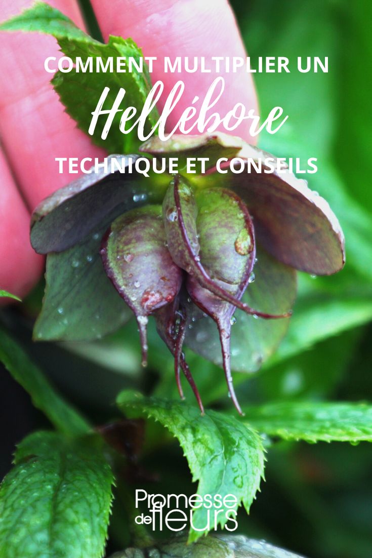 multiply a hellebore