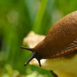 Slug-resistant plants