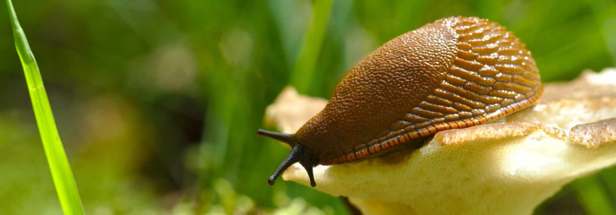 Slug-resistant plants