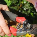 6 good reasons to prune faded flowers