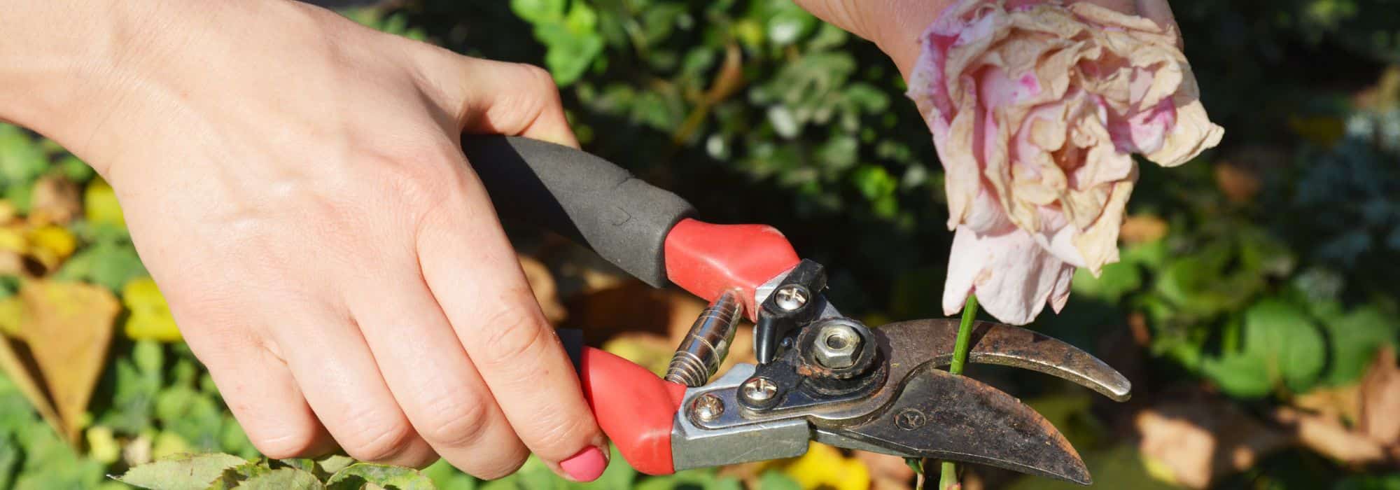 6 good reasons to prune faded flowers