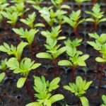 Succeeding at sowing French marigold