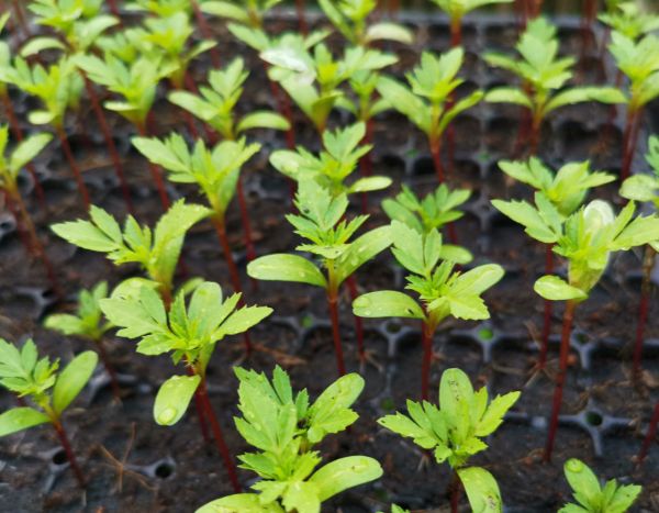 Succeeding at sowing French marigold