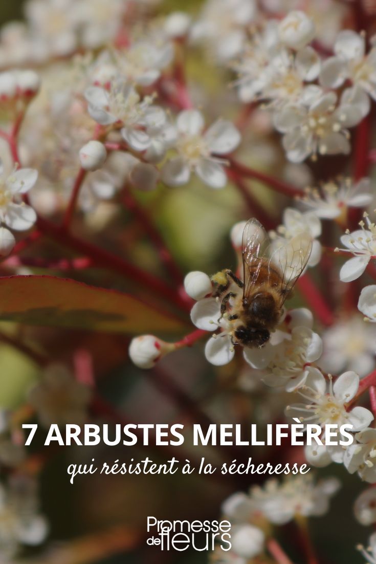 7 drought-resistant melliferous bushes