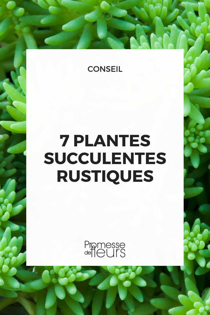 7 hardy succulent plants