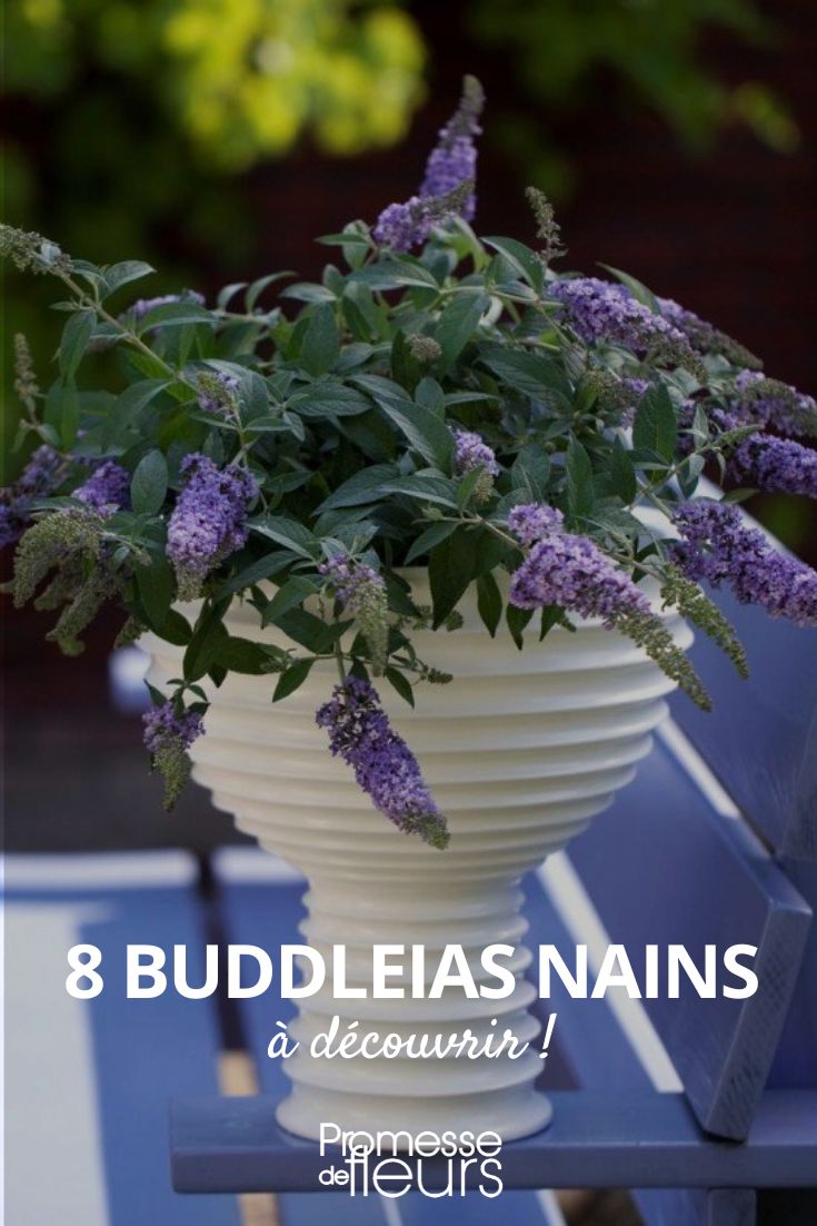 8 dwarf buddleias