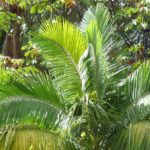 Archontophoenix: planting, growing and caring